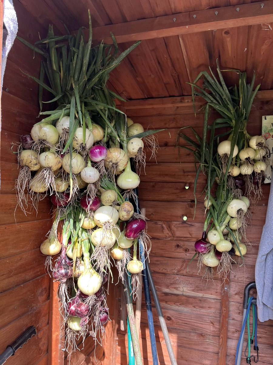144wherethings1's tweet photo. Pulled, platted and hung onions 🧅 and a few other bits and bobs https://t.co/8RQFLYnknc