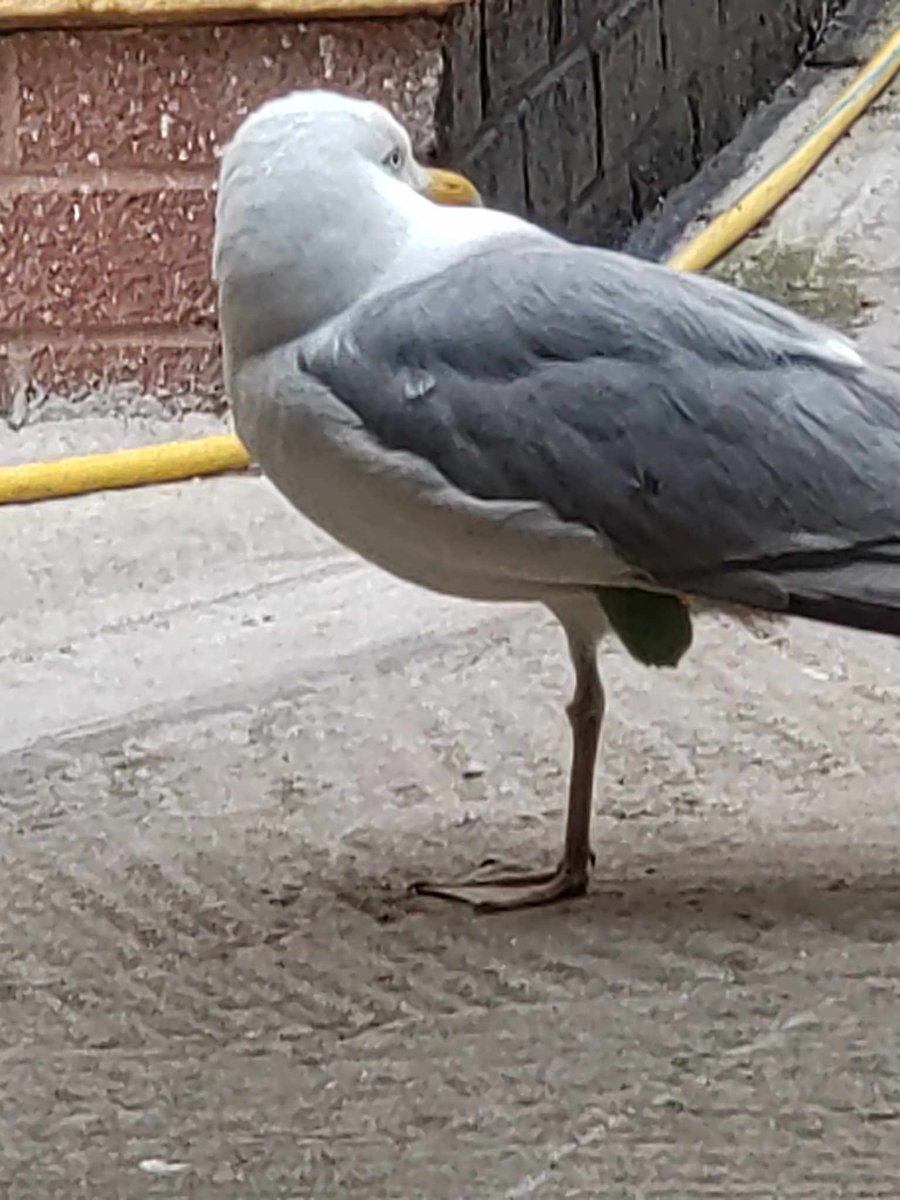 ForFeathers's tweet photo. Hopalong ~ shot in the abdomen knee joint &amp; wing. He lost his fight last night. Damn the Shooter &amp; every one of them
Please sign share petition for mandatory licensing air weapons #England #WALES 
https://t.co/8DiYJqiJVJ
#wildlifecrime #animalcruelty #birds #gulls #airweapons https://t.co/eYpDY9n9Sl