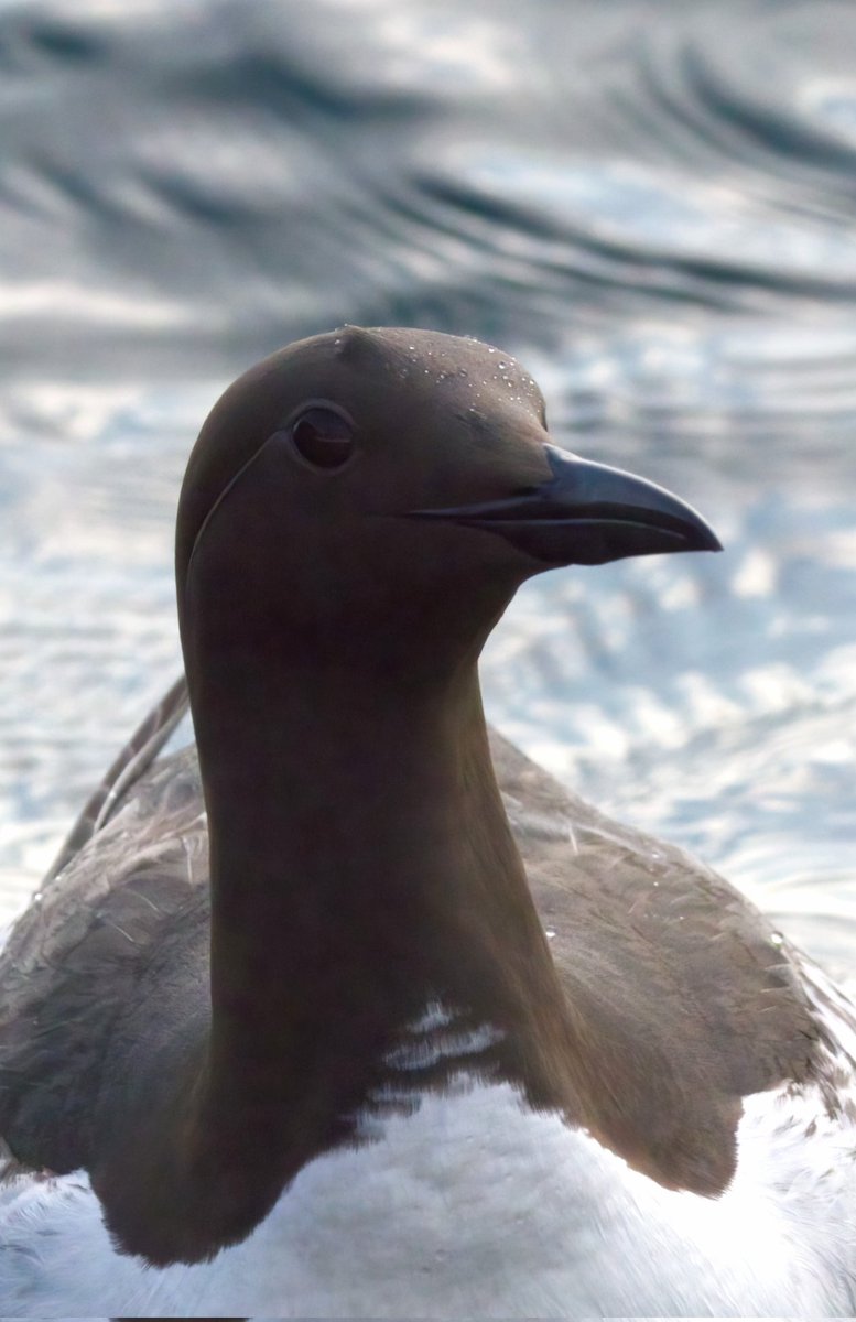 Getting back to some editing...
This guy on Rathlin Island was almost too close for my camera!