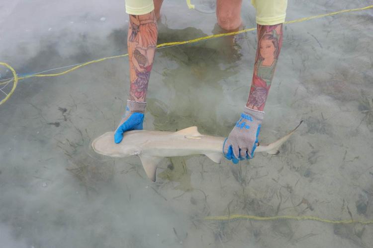 This week we're debunking misconceptions about #sharks🦈. Shark Myth #5: You have to scuba dive to do shark research. Think you need to get certified to work with sharks and contribute to research? Read this before you dive: fisheries.noaa.gov/feature-story/…