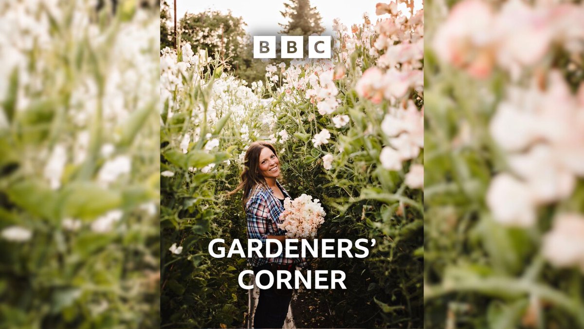 💮 Dreamy Dahlias from the Farm House Flower Farm. Tune in to hear <a href="/DavidGMaxwell/">David Maxwell</a>  chat with Marryn Mathis about her favourite Dahlia's blooming now in Washington state (USA) 💮

🎧 Listen to BBC Gardeners' Corner tomorrow: bbc.in/47bqV2w