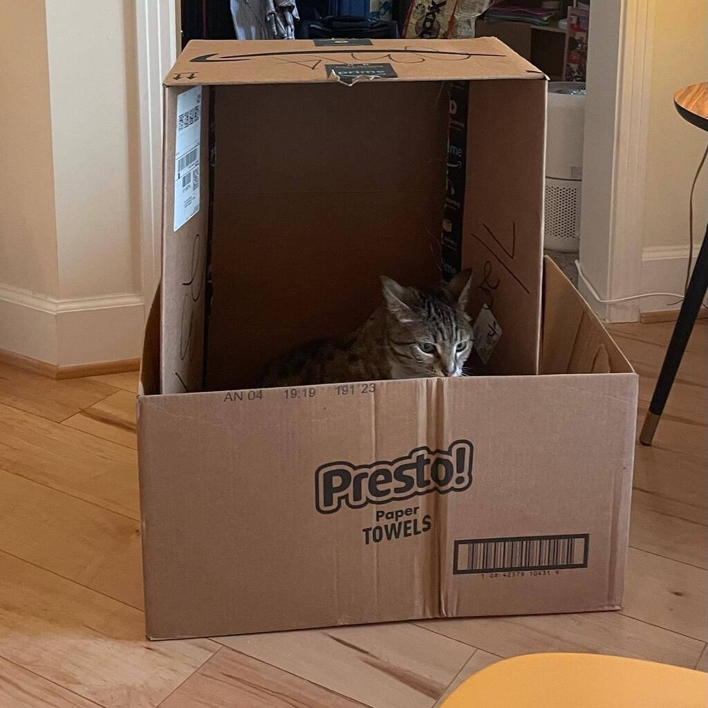 tinabgibby's tweet photo. Kitties love Subscribe & Save week. #catsofinstagram #nachokitty #beansthecat #boxes https://t.co/O9gXItxDB4 https://t.co/0Uzr9ib9X4