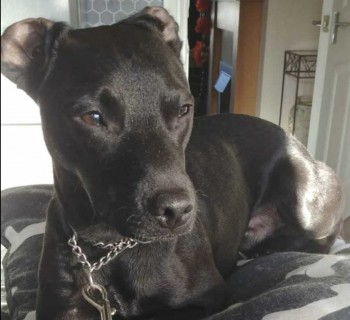 MissingPetsGB's tweet photo. LENNON #MISSING since 21 Jul 2023 from Back Of Little Asda, ladies Lane #Hindley #Wigan
#WN2
His collar &amp; tag was found in the car park off Darby lane on the same night. Next day he was seen heading to Iron Bridge. No further sightings. 
https://t.co/MJOhf2DcHu https://t.co/RD5eHR1Yxz