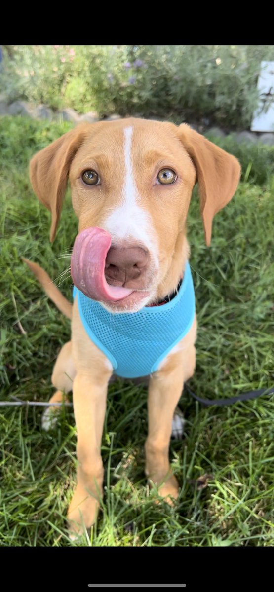 JaciPanowicz's tweet photo. If you happen to be at @juicestopNE, do ask for a #pupcup, your doggos will thank you! https://t.co/xhnpJg6ezt