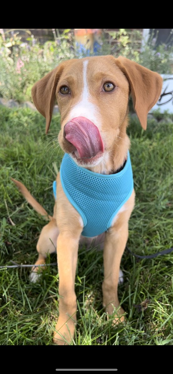 JaciPanowicz's tweet photo. If you happen to be at @juicestopNE, do ask for a #pupcup, your doggos will thank you! https://t.co/xhnpJg6ezt
