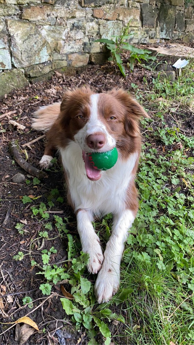 gilmorepup_buds's tweet image. First this #happydoggo #dogsoftwitter