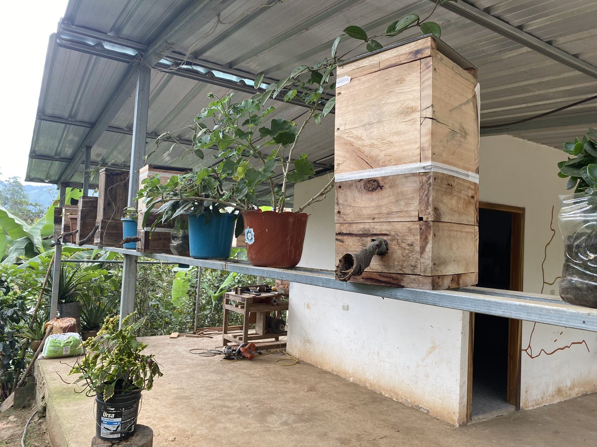 Pabloarturo81's tweet photo. Entre tanta corrupción y otros crímenes en #Ecuador, ayer tuve una bocanada de aire fresco. Viajé a #Puyango, #Loja, y visité proyectos de meliponas. Éstas son abejas nativas, sin aguijón que producen miel. Esto era lo único que sabía, pero me encontré con algo increíble 🧶 https://t.co/Cv7pHFeQsz