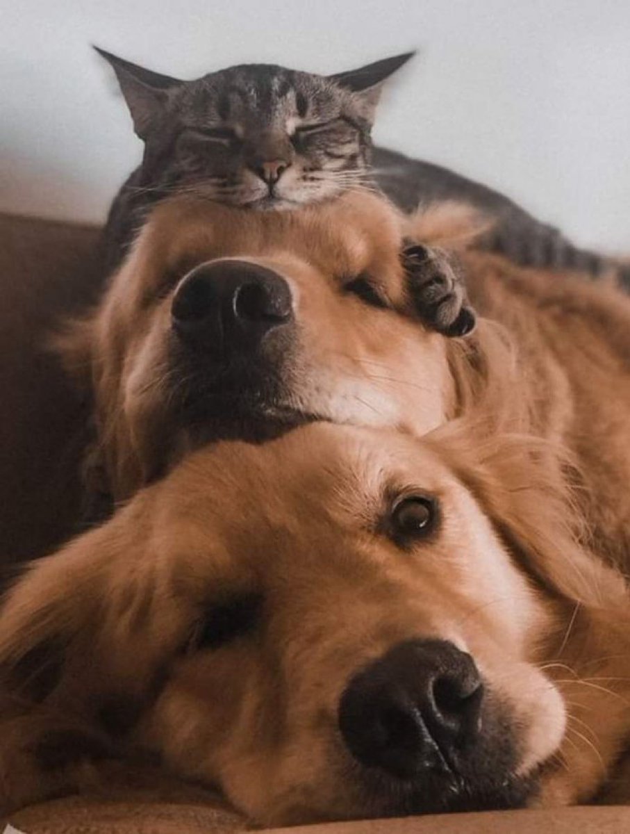 contents that ll heal your depression 🌻 (@catshealdeprsn) on Twitter photo 