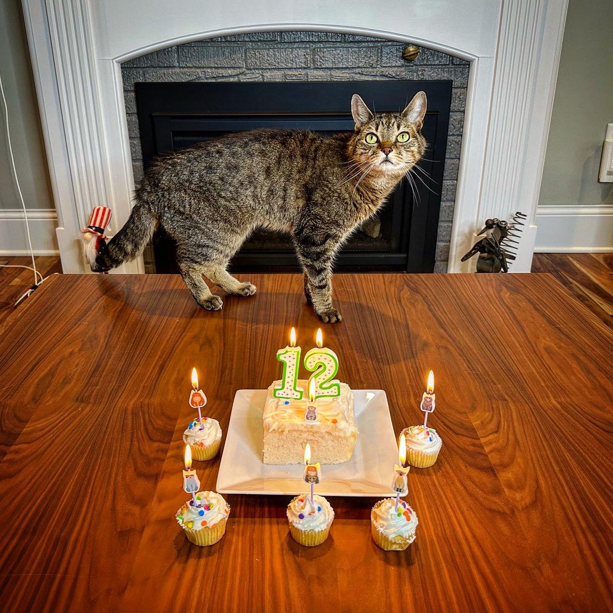BanditTorpedo's tweet photo. Today is BIRTHDAY #12! 🔥THE DIRTY DOZEN! 🎂 🎉 😼 #CatsOfTwitter #cats #CatsOnTwitter #catfriday #catbirthday #birthdayboy #catday https://t.co/pyU6gASLk1