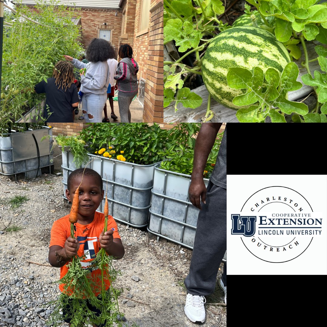 CharlestonLUCE's tweet photo. BTG 2023 Update! ☀💙🤍

These students finished the summer institute by playing games outdoors, enjoying popsicles, receiving rewards and recognition, and eating a meal that they hand picked from the garden!  Pt 2

#summer #education #missouri  #hbcu  #garden #agriculture #fun https://t.co/XDnzdn6hba