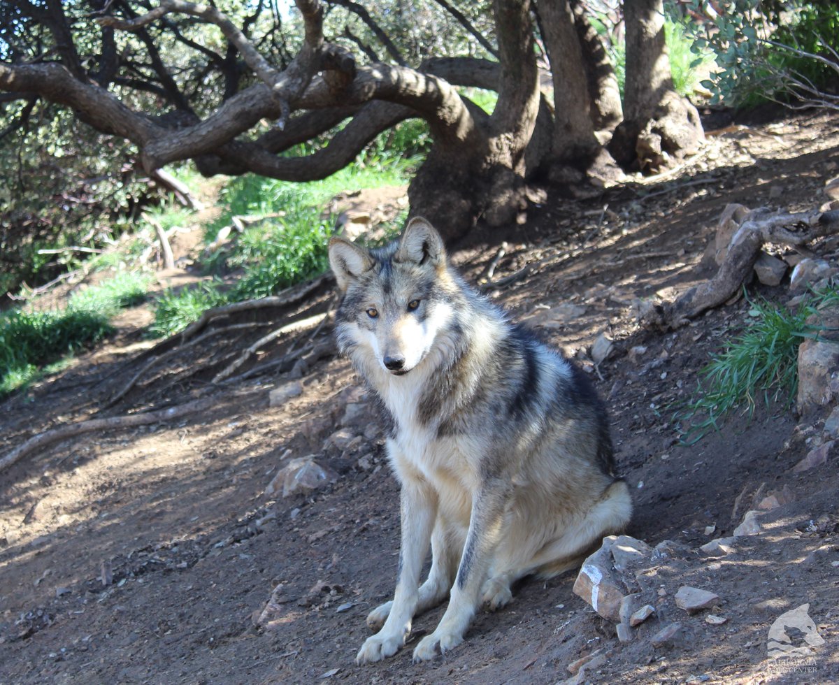 Sometimes, it's nice to take a seat in the shade and watch the weird humans go by 👀 #wolf #californiawolfcenter #mexicangraywolf