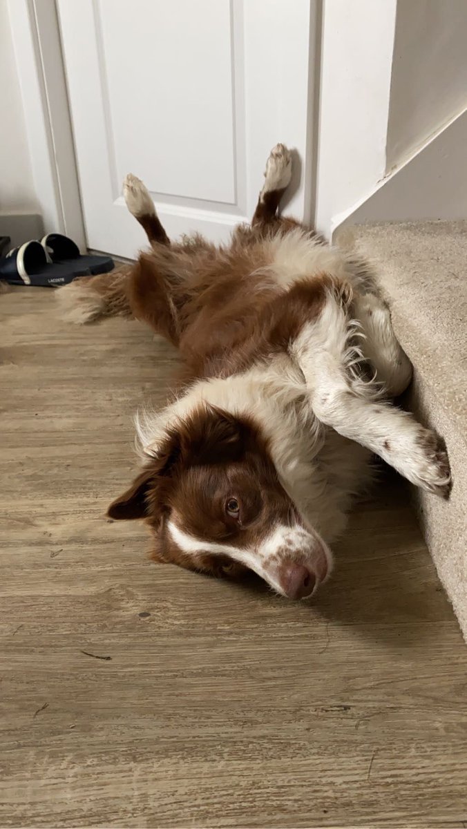 gilmorepup_buds's tweet image. Then this, just another Friday of madness for Lorelai #happydoggo #dogsoftwitter