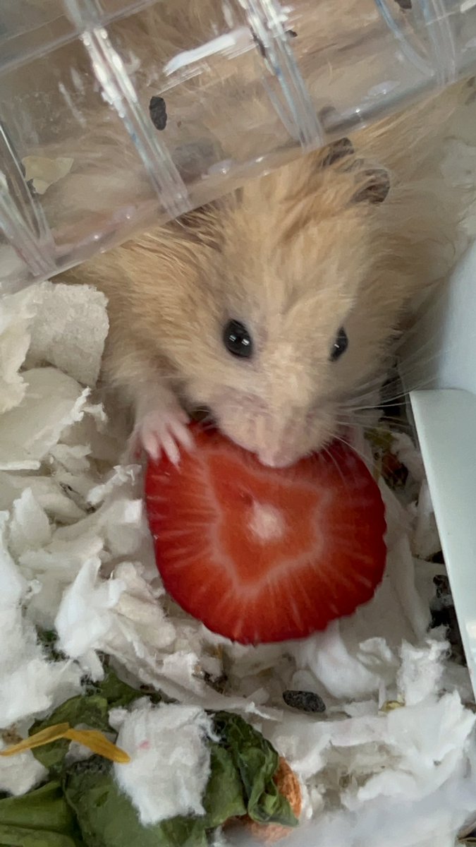 Mrs. Okken tweet media