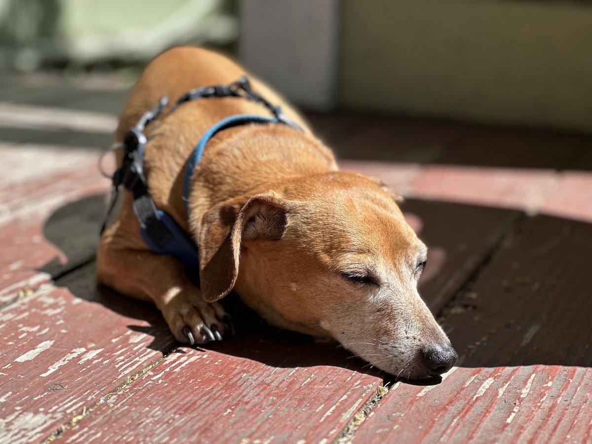 Sleepy sundog #DailyDoggo