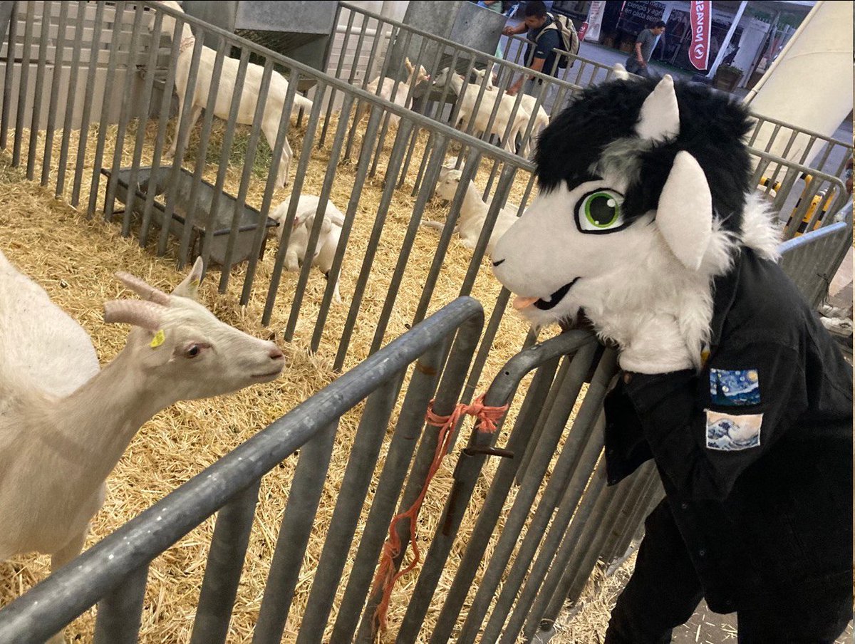 GoatJamesAz's tweet image. GoatToGoat comunication 
#FursuitFriday