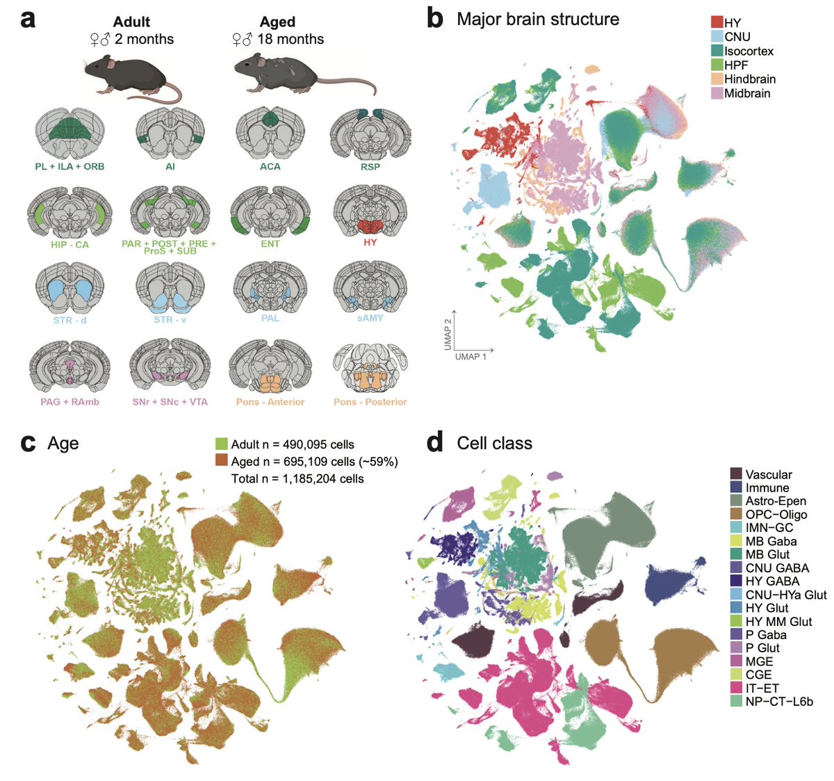 artofbiology's tweet photo. Cell-type specific molecular signatures of aging revealed in a brain-wide transcriptomic cell-type atlas | from Allen Institute @AllenInstitute  | bioRxiv https://t.co/H5Md5ullBh https://t.co/GKHcyvBOXs