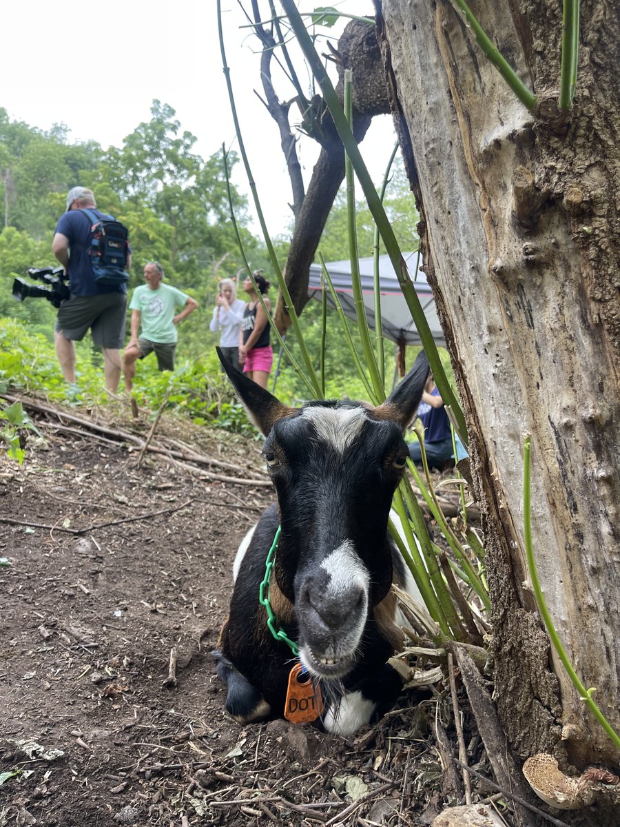 PGHTodayLive's tweet photo. 🐐 This is how ewe will want to spend your Saturday! @MySouthSidePGH 

@DaisyJadeTV previews Goat Fest PGH >> https://t.co/4GR482NTHv https://t.co/Fh8F77tfO3
