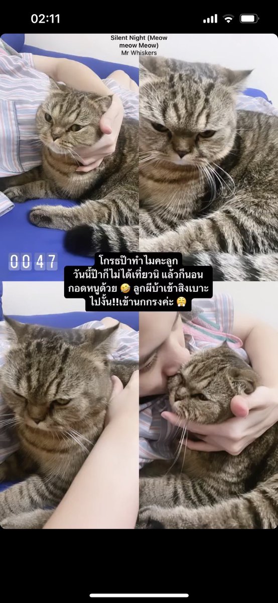 Jaonamm's tweet photo. จริงๆแล้วมีแมวมันก็ฮีลใจเราได้ดีมากๆเลยนะ แต่ยังไงเราก็นอนไม่หลับอยู่ดี .... เพราะเราหิว 🥹 
.
.
.
#ทาสแมว #แมวอ้วน #น้องเพนกวินพี่กฐิน #มีลูกเป็นแมว #ลูกติดเป็นแมว #เสือคู่ 🐯🐯 https://t.co/ni3oZ1acCO