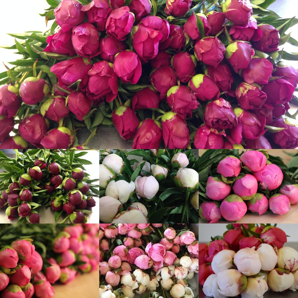 Calling all flower lovers! ⁠
 It's that time of the year again when Alaska's breathtaking peony season is in full bloom!  ⁠
From delicate pastels to vibrant pops of color, we have several PEONY VARIETIES for you to choose from. 

⁠

⁠