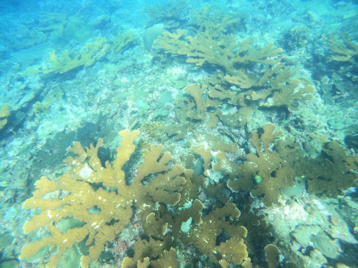 A la fecha no nos han reportado observaciones de #SCTLD ni #Blanqueamiento de #Coral en #HopeSPpt #PuntoEsperanza #Capurgana #CoralReefs <a href="/MissionBlue/">Mission Blue</a> #ArrecifesCoralinos Perhaps due to lack of negative impacts none megaprojects or intervention that destroy or break coral colonies