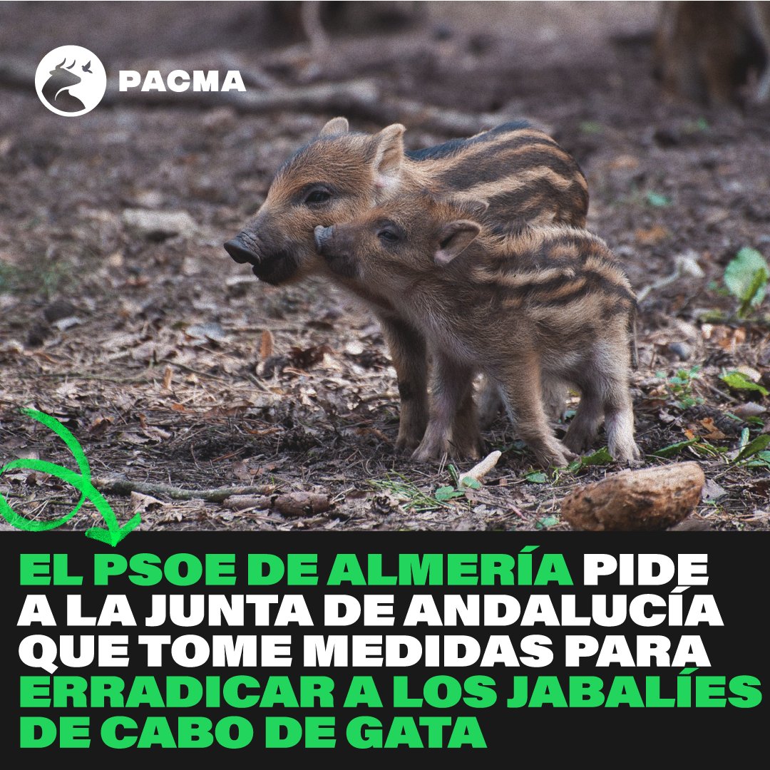PartidoPACMA's tweet image. VERGONZOSO

El @PSOEAlmeria solicita a la @AndaluciaJunta que erradique a los jabalíes de Cabo de Gata. 

La solución para estos partidos siempre es matar. 

Les pedimos que rectifiquen y apuesten por medidas éticas y respetuosas con los animales.