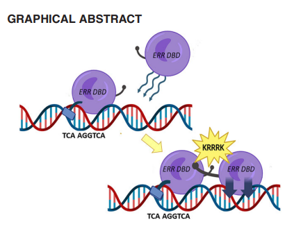 BillasIsabelle's tweet photo. glad about our new paper published in Nucleic Acid Research
https://t.co/QphB8rimhY https://t.co/7iOwk6vXf8