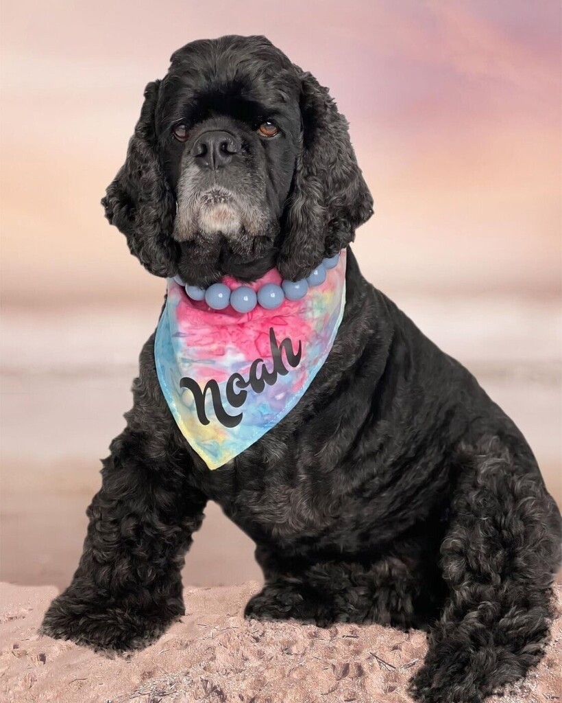 cowboymagic's tweet photo. Happy Fri-Yay! 😎
Looking good @thepampered_prince
•
"Happy Friday…time to get spiffy for the weekend 💙🤩🤙
Bandana from @_lucasandfriends
Model code: COCKERS10 🛍️
Necklace from @pawshionbygigi"
#cowboymagic #Noah #brandambassador #dogmodel #fas… https://t.co/eNkne6pxkH https://t.co/cdk5O1gI7y