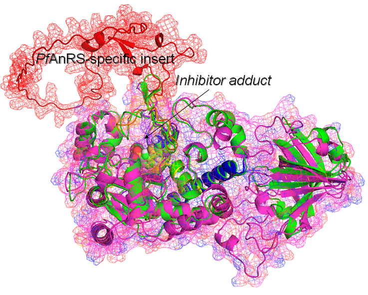 Excited to see our #malaria pre-print dx.doi.org/10.21203/rs.3.…. An amazing collaborative effort from many sites across the globe to define the mechanism of action of a promising new class of reaction-hijacking inhibitors, targeting a tRNA charging enzyme in malaria parasites.