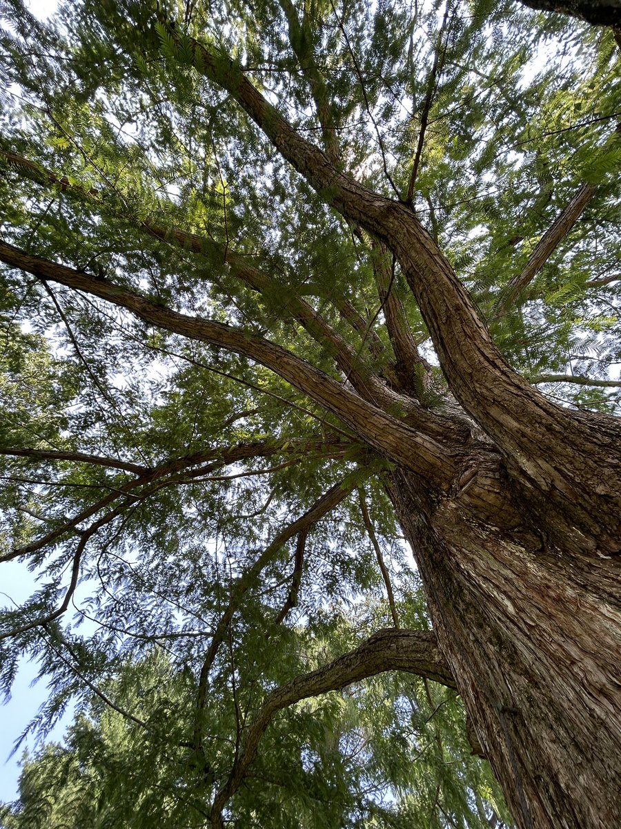 LewisWalpoleLib's tweet photo. Switching  to #FloraFriday this week to celebrate the dawn redwood that graces the LWL rear lawn. Lewis wrote in One Man’s Education in 1968 “Dillon Ripley when he was Director of the Peabody Museum gave a metasequoia grown from the seeds of the tree…1/
@YaleLibrary @YalePeabody https://t.co/dCsDcdDnfp