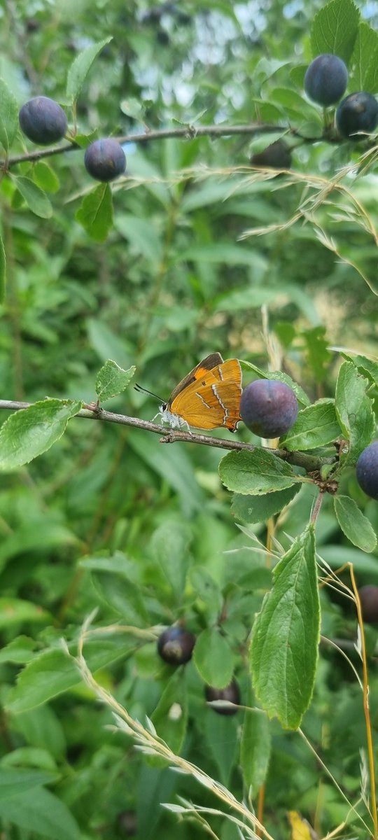 David Dowding tweet media