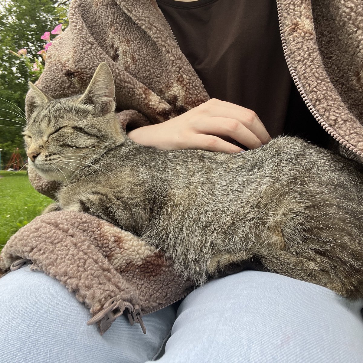 на меня сегодня уселась кошка милая хорошая это та же