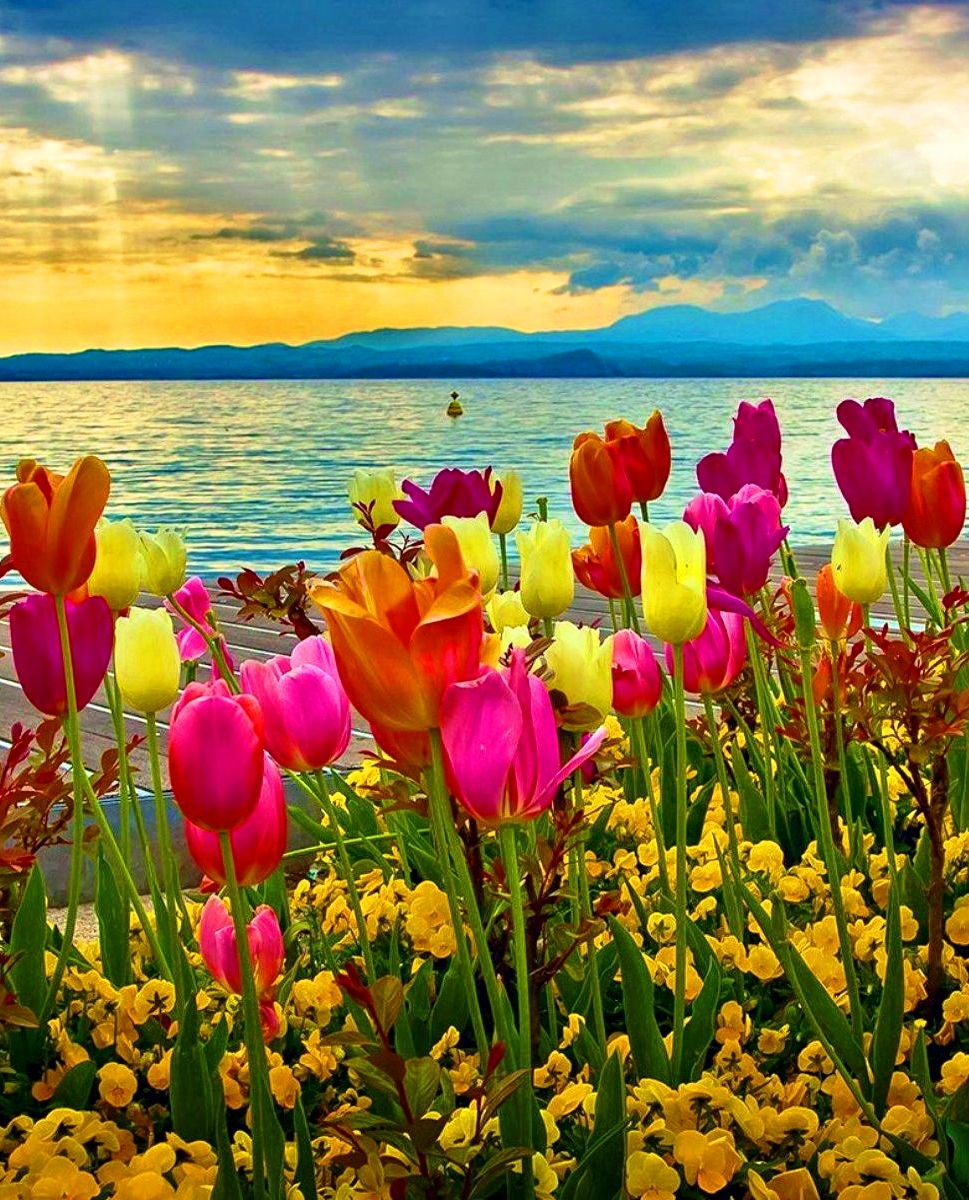 Spring tulips at the sunset hour at Lake Garda in Italy 🇮🇹 #nature #scenery #naturebeauty #scenic #photography Wiki: en.wikipedia.org/wiki/Lake_Garda