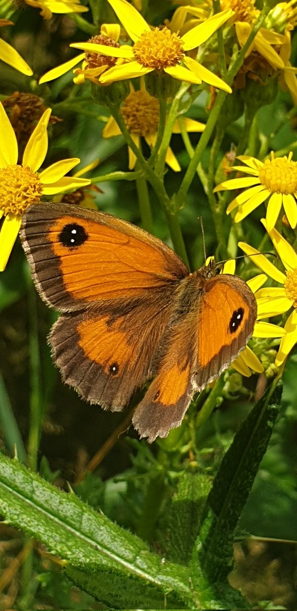 The Gatekeeper was the most abundant species on my #BigButterflyCount in Leicestershire today. Such beautiful colouration! @savebutterflies