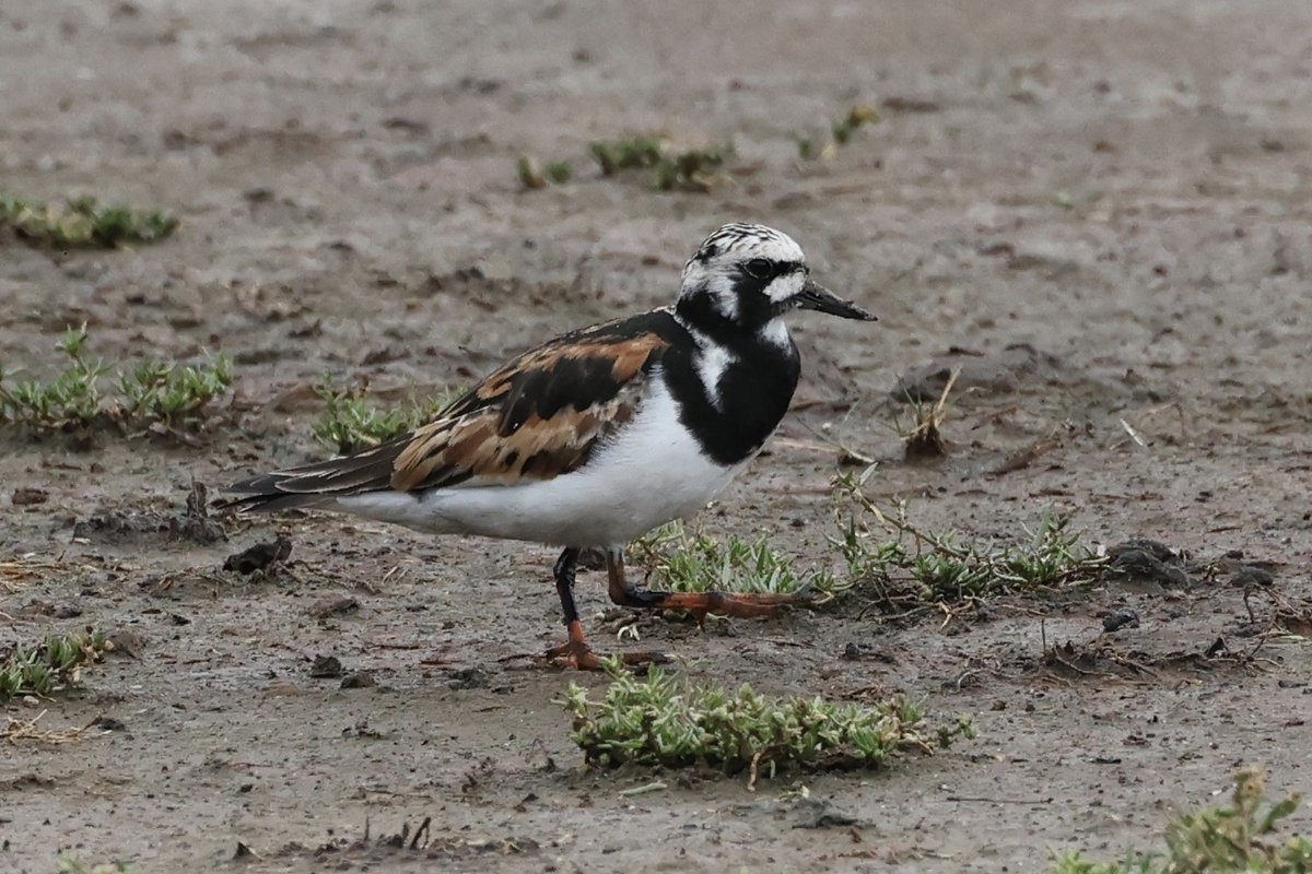 BicycleBirder's tweet photo. Stunning turnstone on #seatonwetlnds this morning
@wildeast https://t.co/w94o5zfQ8F