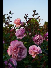 The beauty of sunset flowers💜📷