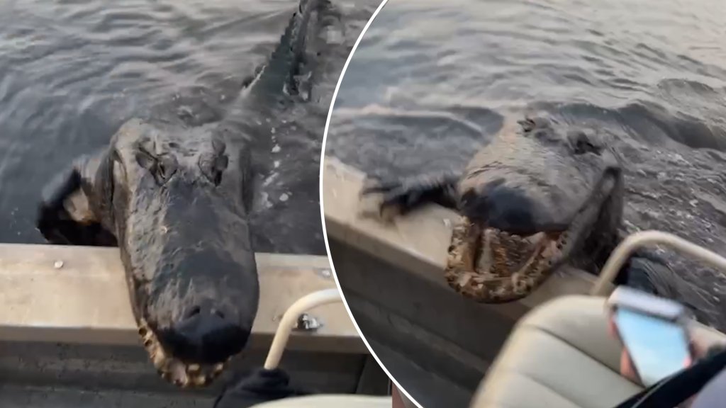 nypost's tweet photo. Alligator climbing into boat is ‘scary as s—t’ https://t.co/8I7maHGjdR https://t.co/CPiGv2anqQ