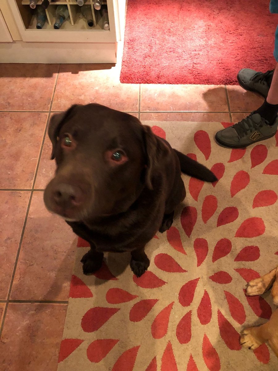 So far this evening, we've repatriated Bailey the Choco Lab from the farm a kilometre away. And waved at the fella desperately combining the field by the house before the rain comes.

#lifeinthecountry