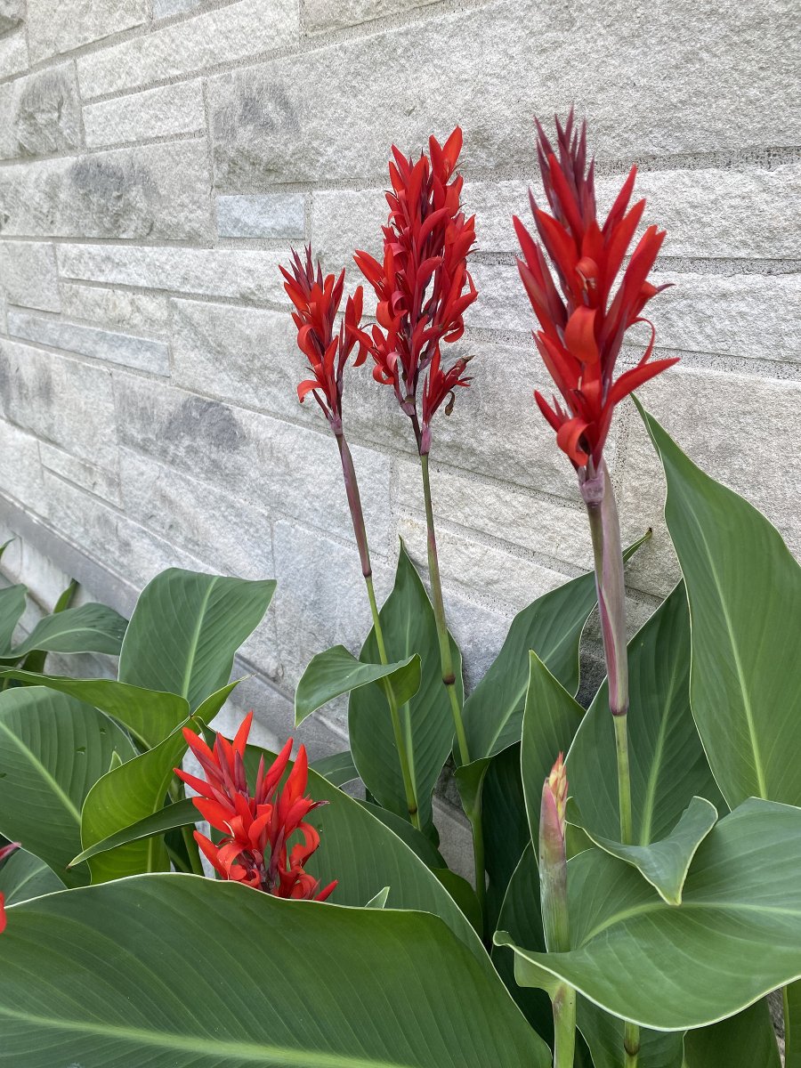 AsburyFirst's tweet photo. Feature Friday: Enjoying your summer? The lovely grounds and flower beds are only so gorgeous because of the stellar work of our Gardening Team, and they need your help! Sign up at https://t.co/9kwtc5PRBt to help tend the flower beds. #gorgeousgrounds #nofilter #asburyfirstumc https://t.co/hmJGz8NSxG