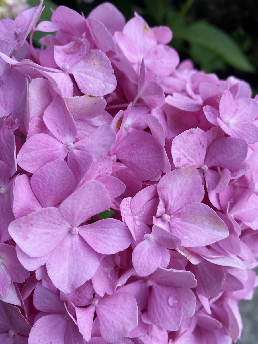 AsburyFirst's tweet photo. Feature Friday: Enjoying your summer? The lovely grounds and flower beds are only so gorgeous because of the stellar work of our Gardening Team, and they need your help! Sign up at https://t.co/9kwtc5PRBt to help tend the flower beds. #gorgeousgrounds #nofilter #asburyfirstumc https://t.co/hmJGz8NSxG