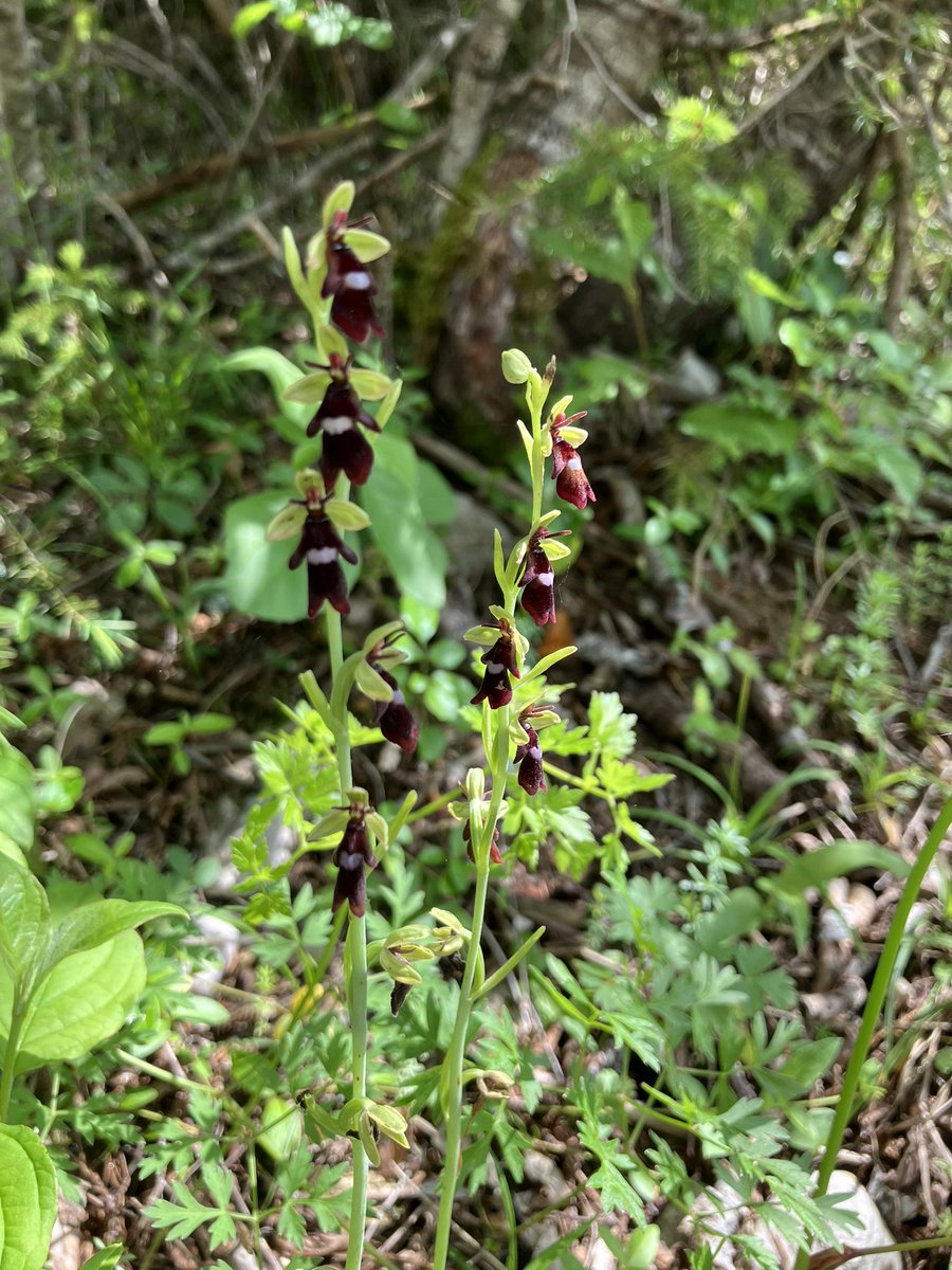 Katie Benallick tweet media