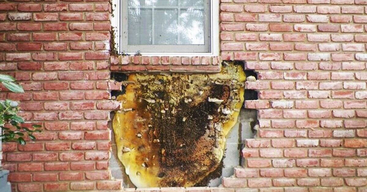 BUZZNET's tweet photo. Tennessee Family Didn't Know This Was Living In Their Walls This family started hearing unsual sounds coming from within their walls.
