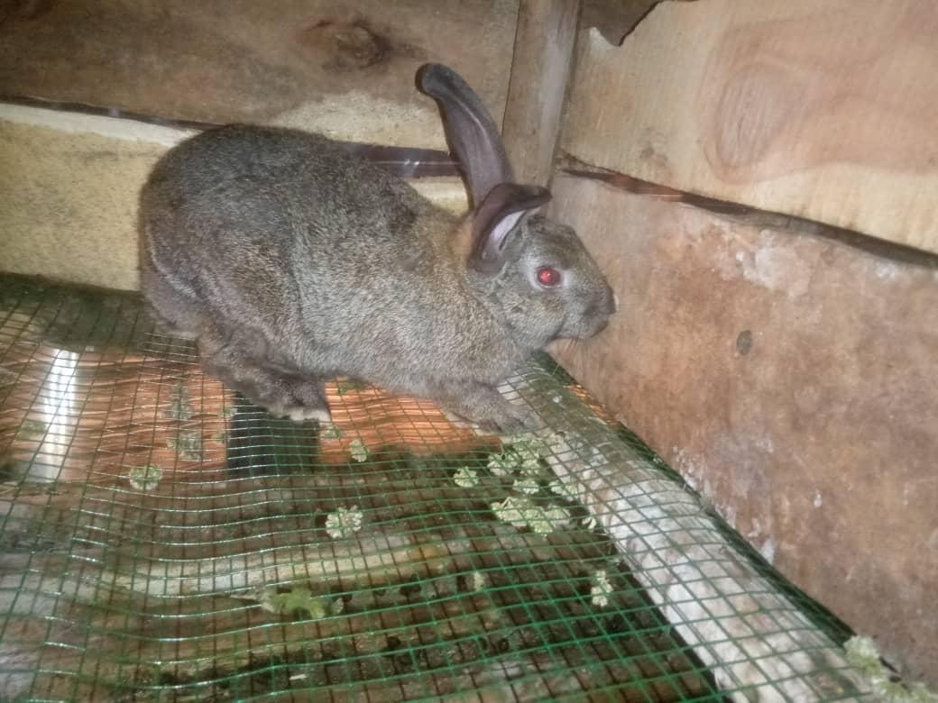 BurundiHalal's tweet photo. #Halalferme 
#lapins
@SAKUBUAbdoulla3 @PAEEJ_Burundi https://t.co/xM7k3CFFVx