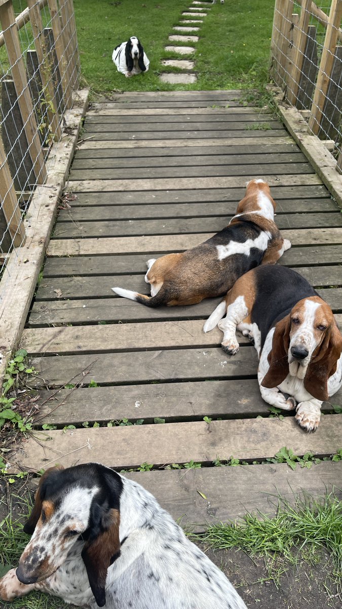 PhilSledge's tweet image. Post the last photo of your pet on your phone. 

I’ll go first. 

No cheating 😂