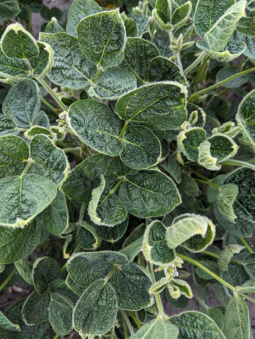 Ben Longlet 🇺🇸🌽🌱 tweet media