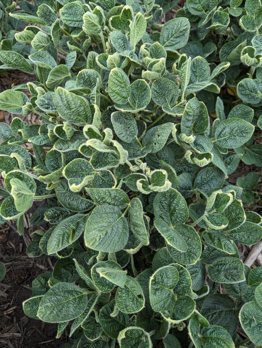 Ben Longlet 🇺🇸🌽🌱 tweet media