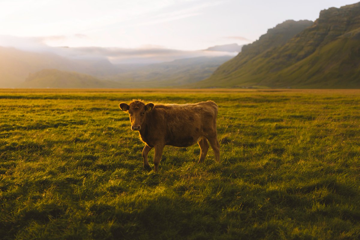 Summer days in Iceland