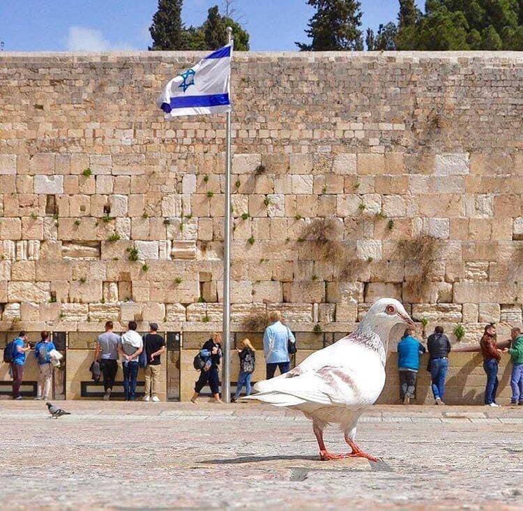 LdeManielle's tweet photo. #DanielSaid:
"Incline Your ear, O my God, and hear; open Your eyes and see... O Lord, listen! O Lord, forgive! O Lord, hear and act! For Your sake, O my God, do not delay"!
(Daniel 9:18-19 BSB)
#PrayForThePeaceOfJerusalem
#ShabbatShalom #Peace https://t.co/uPjjgkyACS