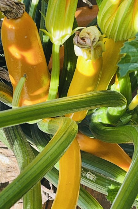My veggies are wishing you a nice day 😋 https://t.co/7Gb2HpfhXU<a href="/tag/maybloom"class="tags"><span>#maybloom</span></a>