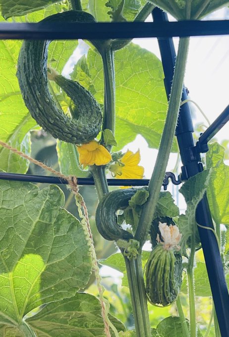 My veggies are wishing you a nice day 😋 https://t.co/7Gb2HpfhXU<a href="/tag/maybloom"class="tags"><span>#maybloom</span></a>