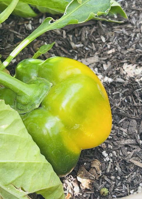 My veggies are wishing you a nice day 😋 https://t.co/7Gb2HpfhXU<a href="/tag/maybloom"class="tags"><span>#maybloom</span></a>